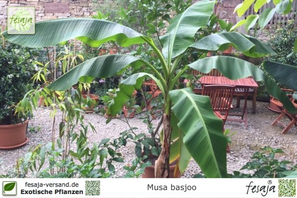 Musa basjoo Pflanzen