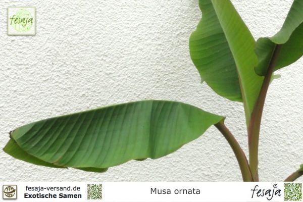Musa ornata
