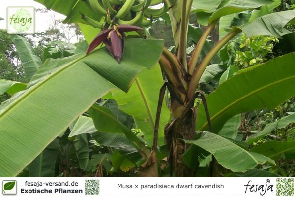 Musa paradisiaca Dwarf Cavendish Pflanzen