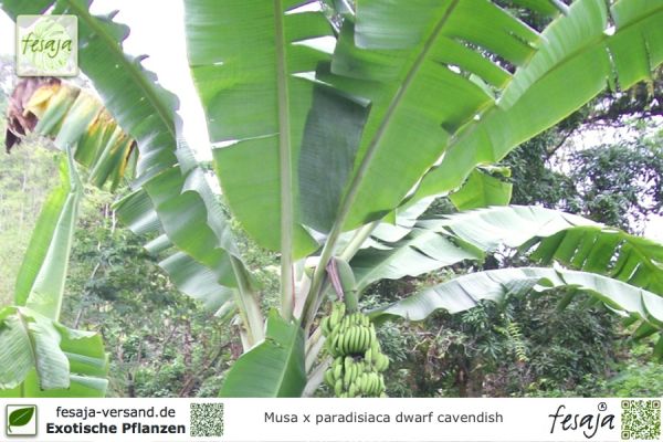 Musa paradisiaca Dwarf Cavendish Pflanzen
