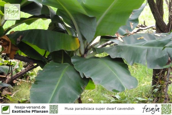 Musa x paradisiaca super dwarf cavendish Pflanzen