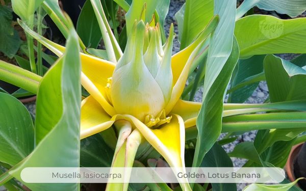 Musella lasiocarpa, Golden Lotus Banana