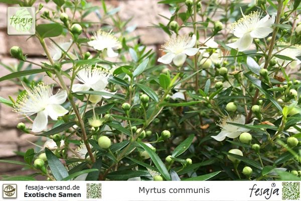 Myrtus communis