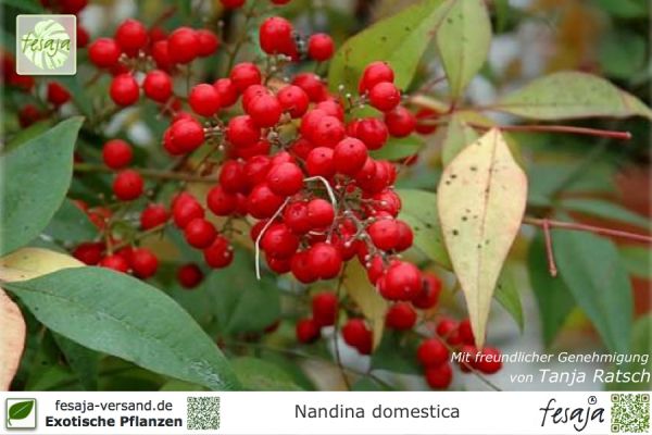 Nandina domestica Pflanzen