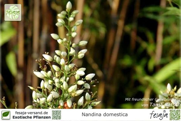Nandina domestica Pflanzen