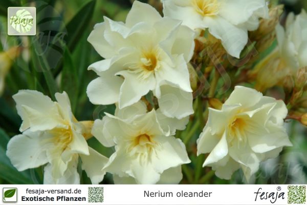 Nerium oleander Pflanze gelb gefüllt