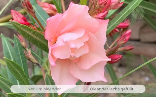 Nerium oleander Pflanze lachs gefüllt