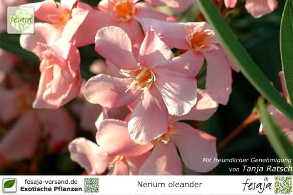 Nerium oleander Pflanze lachs