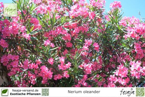 Nerium oleander Pflanze rosa