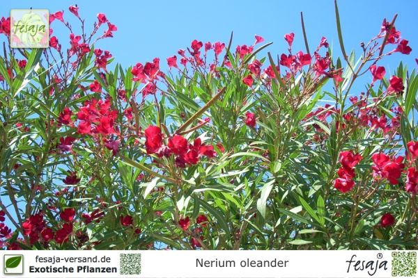Nerium oleander Pflanze rot