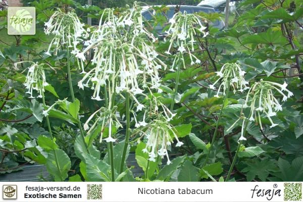 Nicotiana tabacum