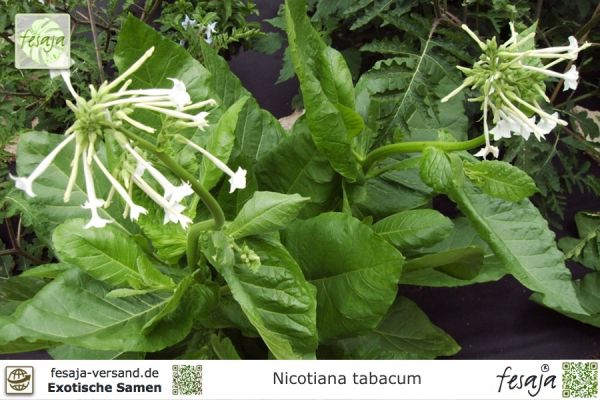 Nicotiana tabacum