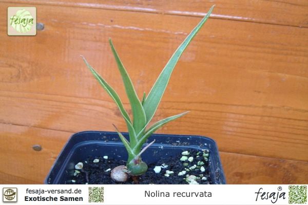 Nolina recurvata