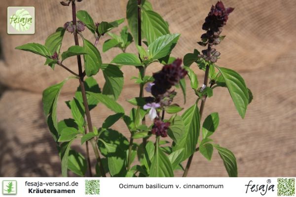 Ocimum basilicum cinnamomum