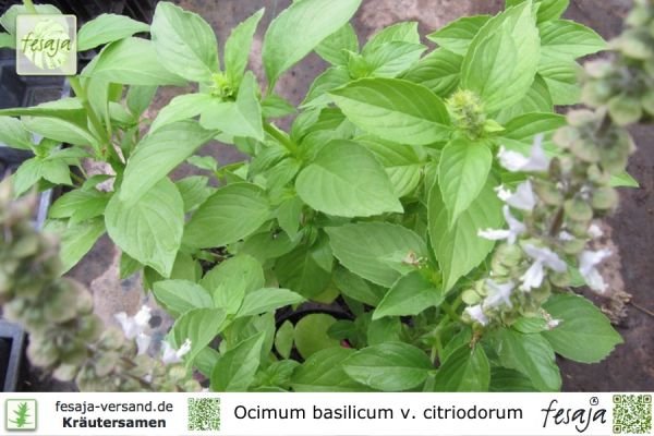 Ocimum basilicum citriodorum