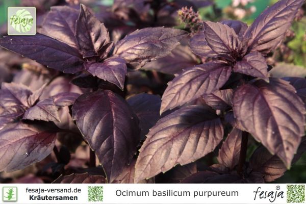 Ocimum basilicum purpureum