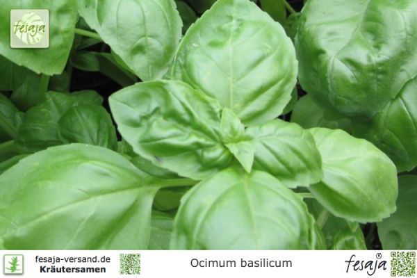 Ocimum basilicum