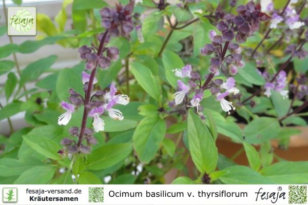 Ocimum basilicum thyrsiflorum