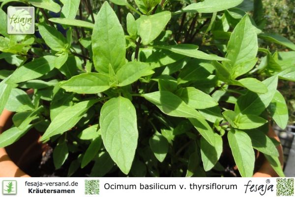 Thai Basilikum, Horapha, Ocimum basilicum v. thyrsiflorum