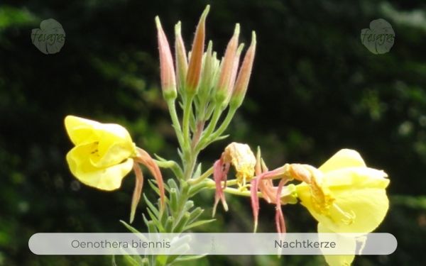 Nachtkerze, Oenothera biennis QR