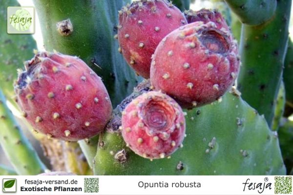 Opuntia robusta Pflanzen