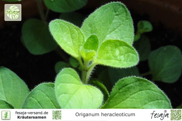Origanum heracleoticum