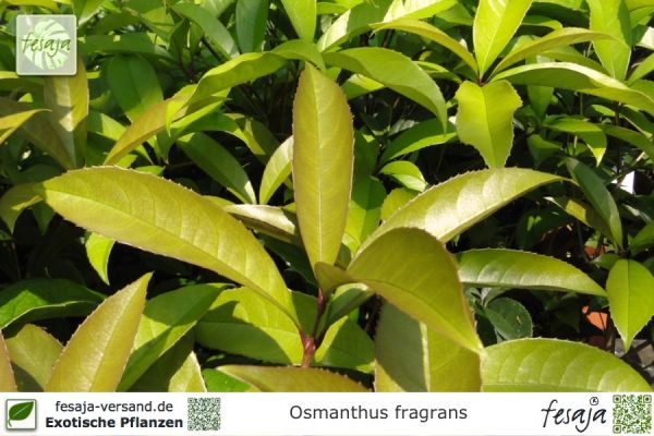 Osmanthus fragrans Pflanzen