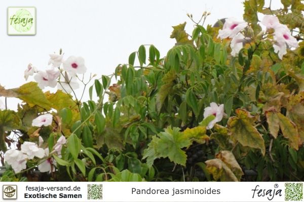Pandorea jasminoides