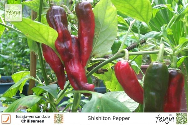 Paprika Shishiton Pepper