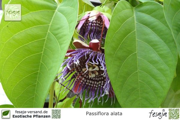 Passiflora alata Pflanzen