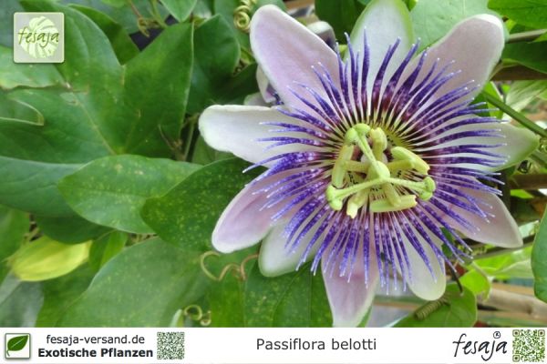 Passiflora belotti Pflanzen