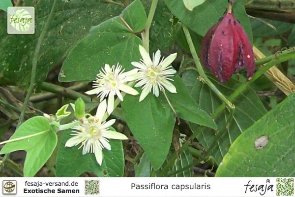 Passiflora capsularis 'Vanilla Cream'