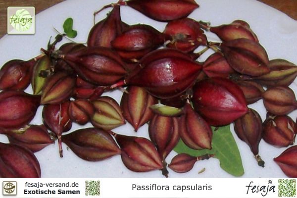 Passiflora capsularis 'Vanilla Cream'