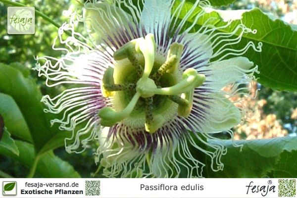 Passiflora edulis Pflanzen