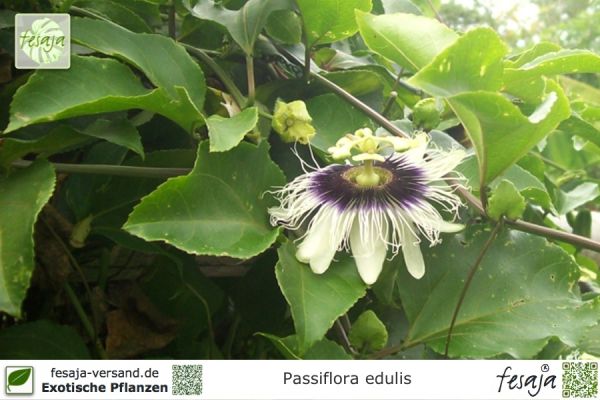 Passiflora edulis Pflanzen