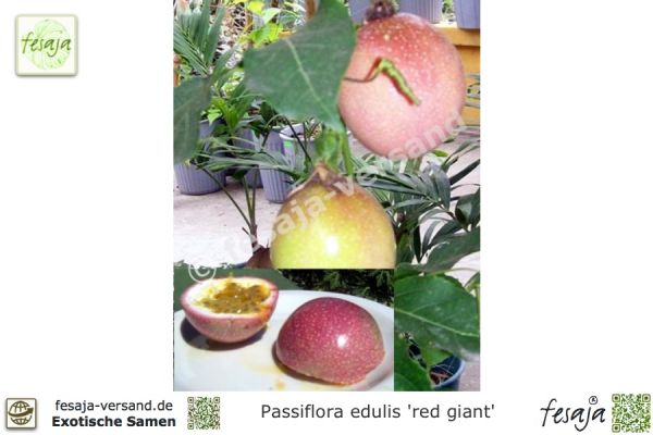 Passiflora edulis 'red giant'