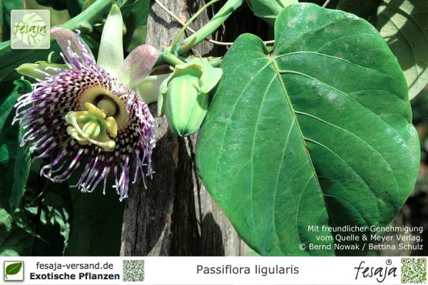 Passiflora ligularis Pflanzen