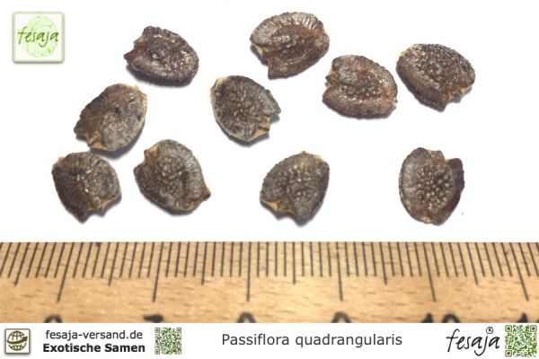 Passiflora quadrangularis Samen
