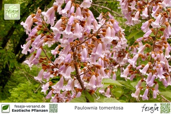 Paulownia tomentosa Pflanzen
