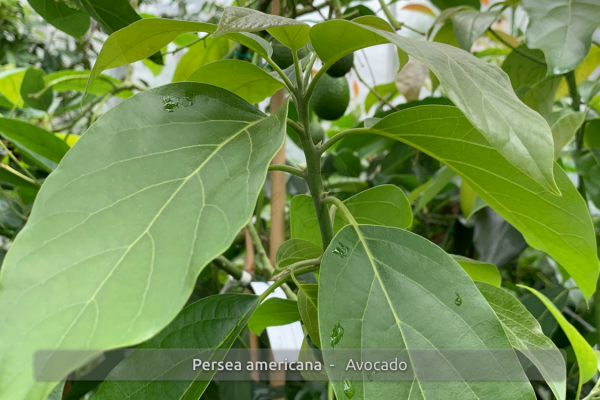 Persea americana, Avocado, Alligatorbirne, Avocadobaum, Pflanzen