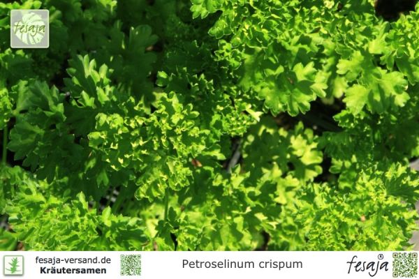 Petroselinum crispum