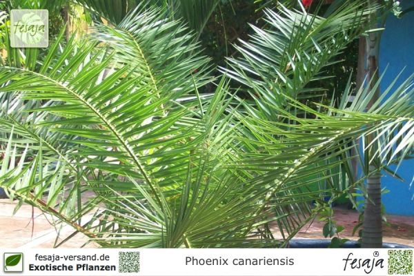 Phoenix canariensis Pflanzen