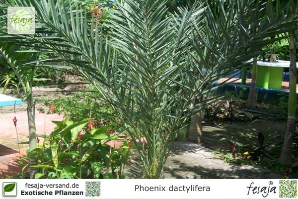 Phoenix dactylifera Pflanzen