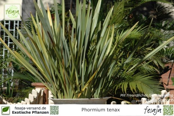 Phormium tenax Pflanzen