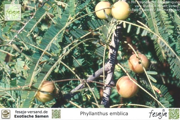 Phyllanthus emblica