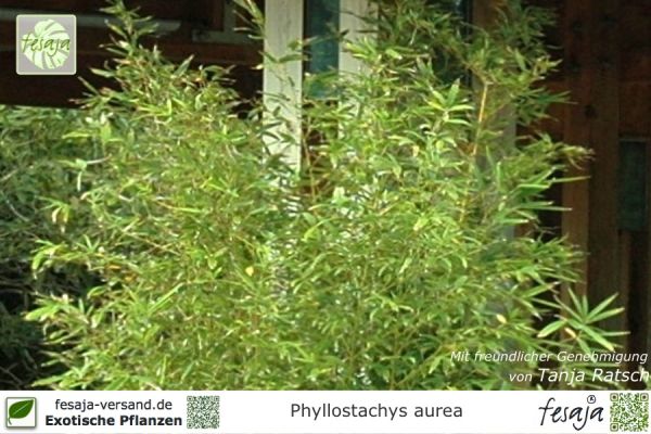 Phyllostachys aurea Pflanzen