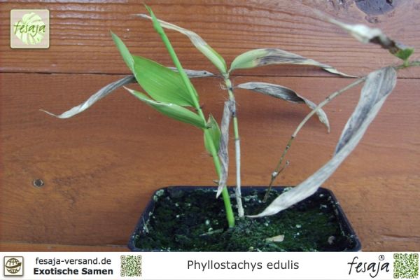 phyllostachys edulis seeds