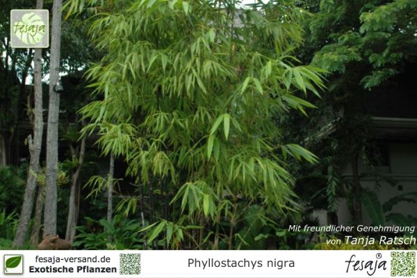Phyllostachys nigra Pflanzen