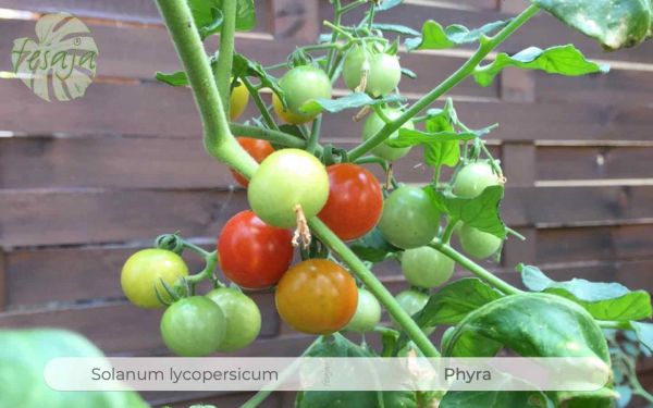 Tomate Phyra