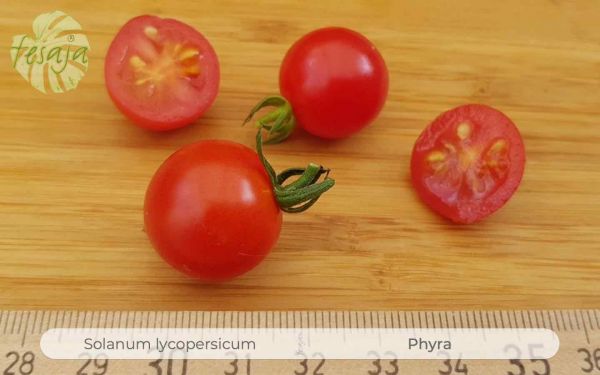 Tomate Phyra